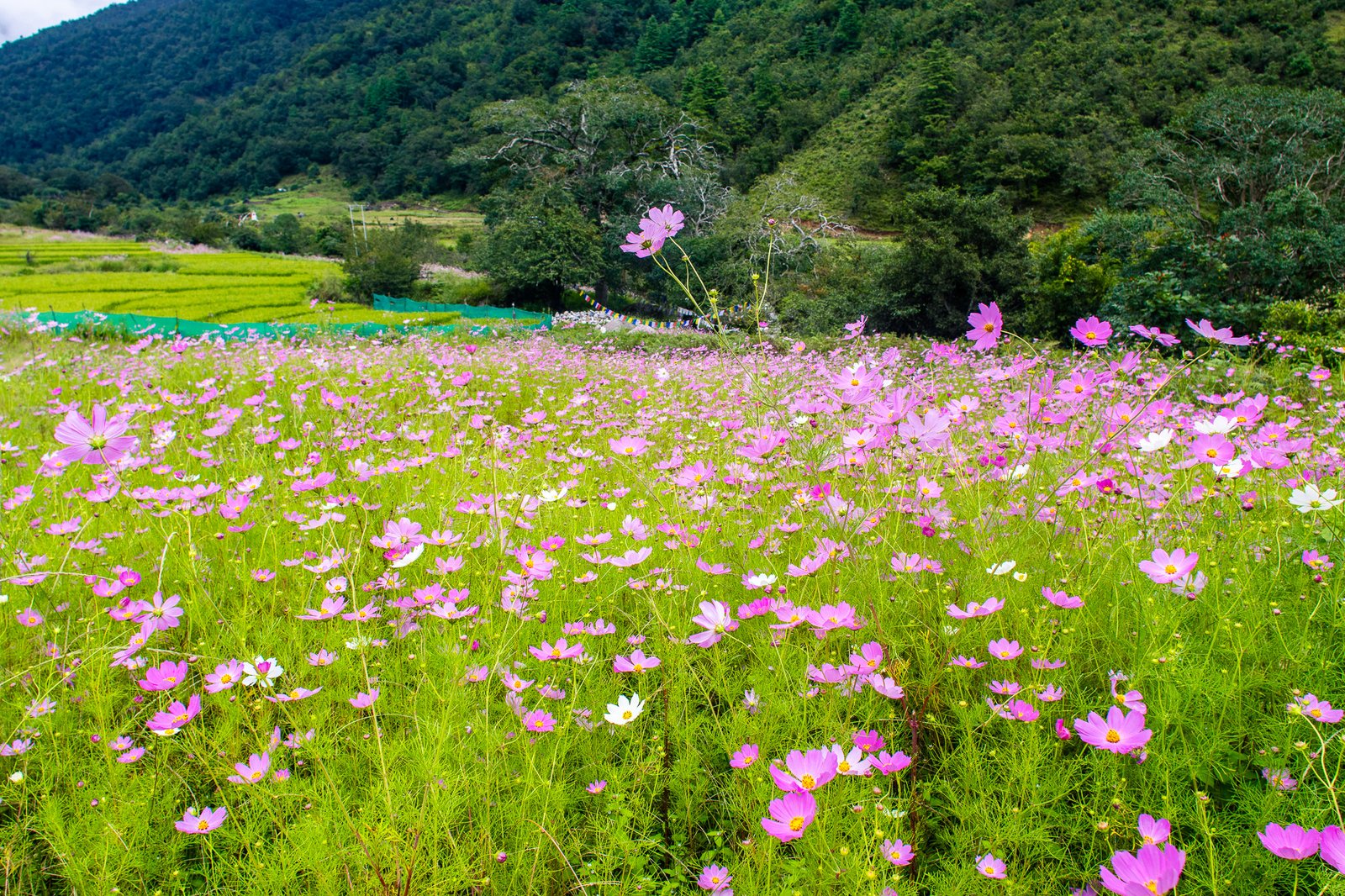 Chug Valley - Picturesque valley with traditional stone houses